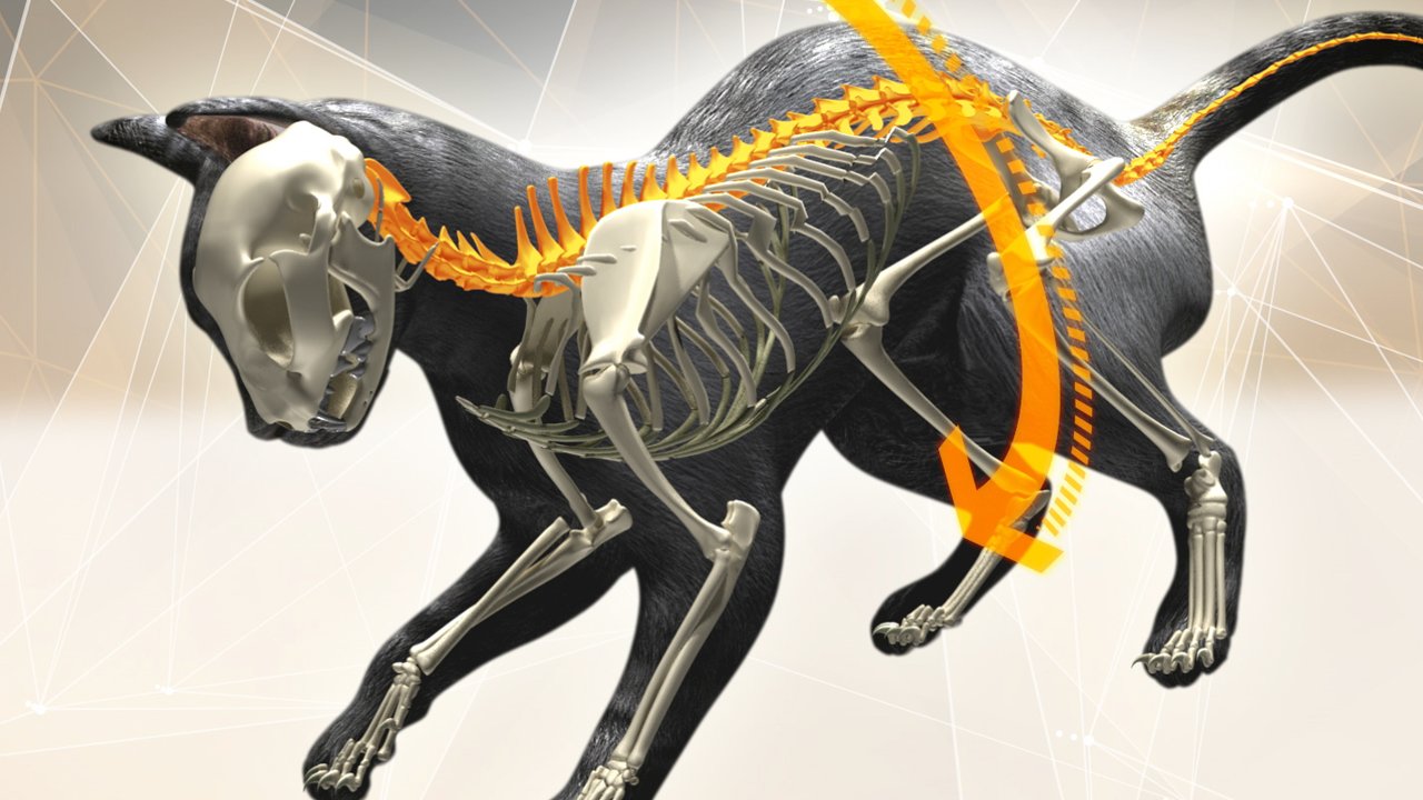 Nat Geo Wild "Everything You Didn't Know About Animals" in-show content/package